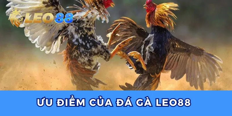 Đá gà Leo88 có tỷ lệ thắng minh bạch và nhiều cửa cược.