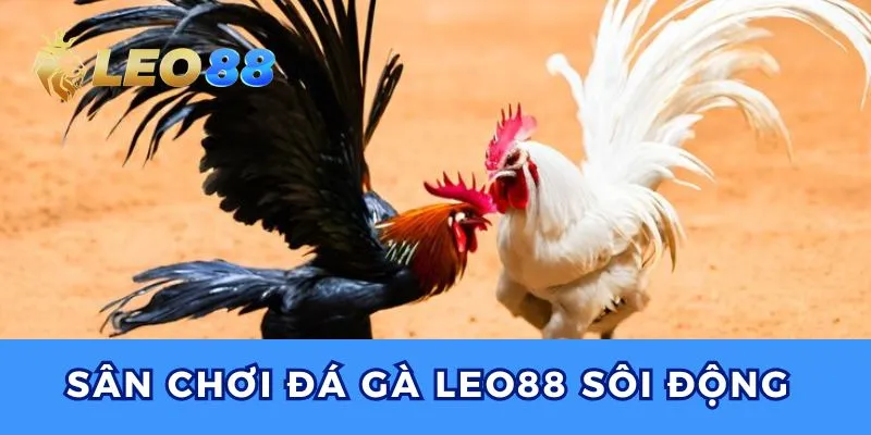 Sảnh chơi đá gà Leo88 đem đến những trận đấu nảy lửa, kịch tính.