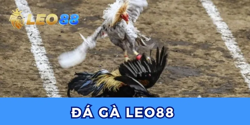 Đá Gà Leo88 – Sảnh Chiến Kê Đỉnh Cao Dành Cho Game Thủ